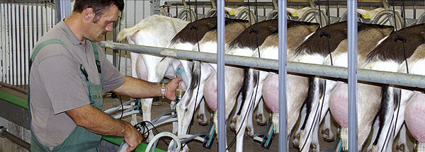 Ziegenhof als sozialer Lern- und Arbeitsort